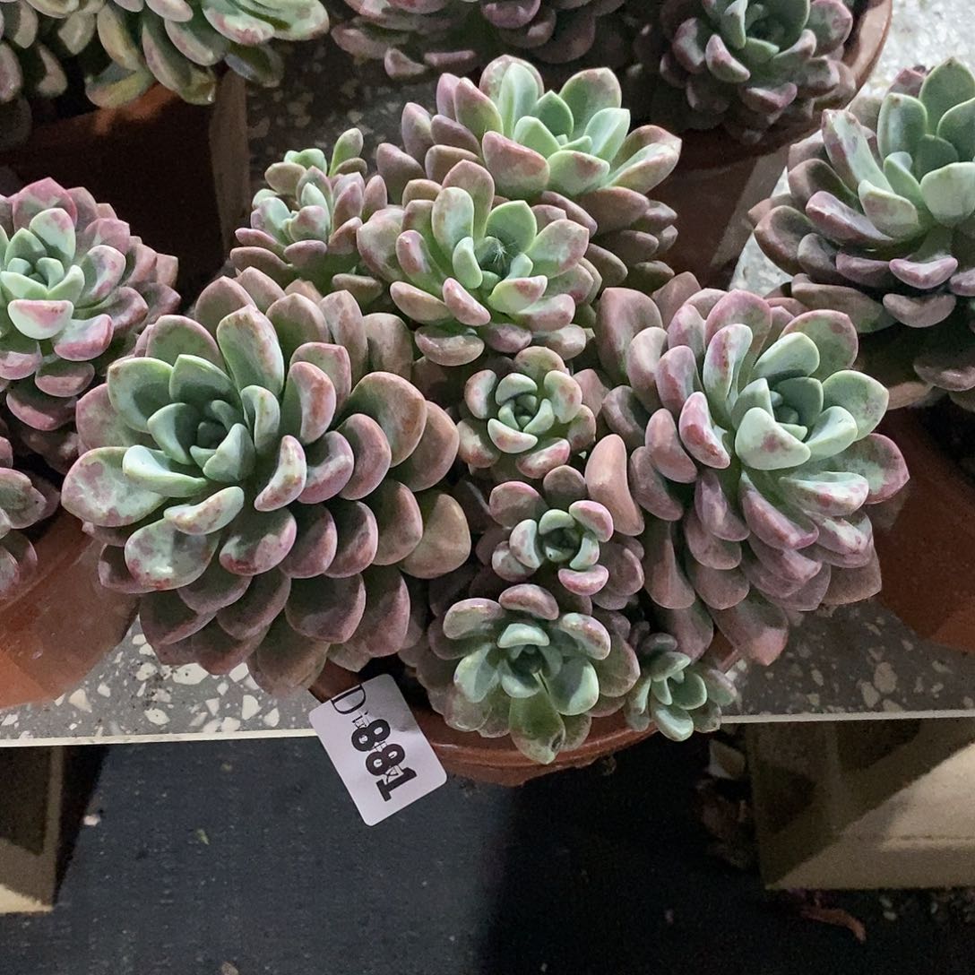 幸***点881花斑鹿多肉植物