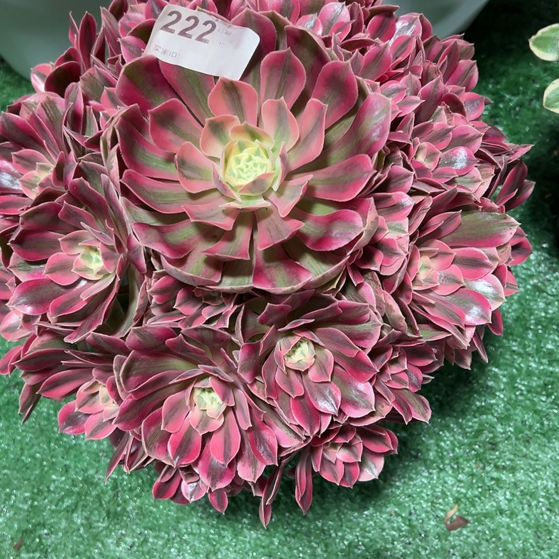 222女妖多肉植物法师