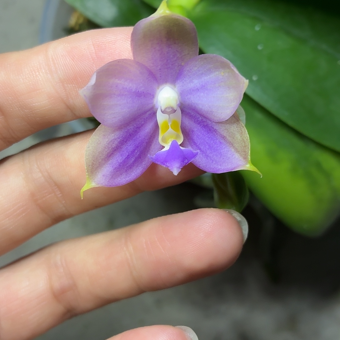 当前无花朵，栽培后可花朵A1086yss1116