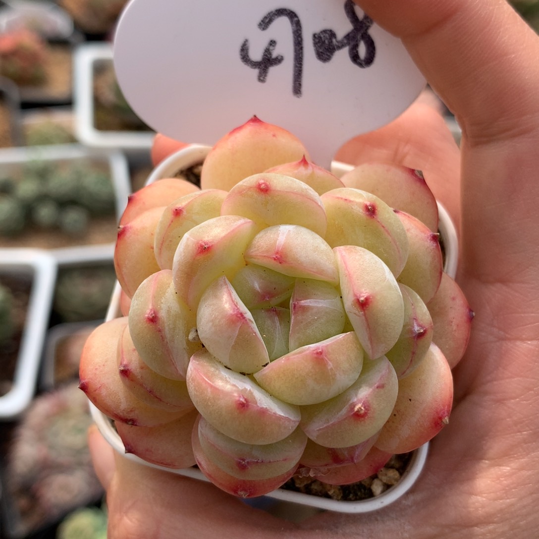 熊猫珍妮单头4708