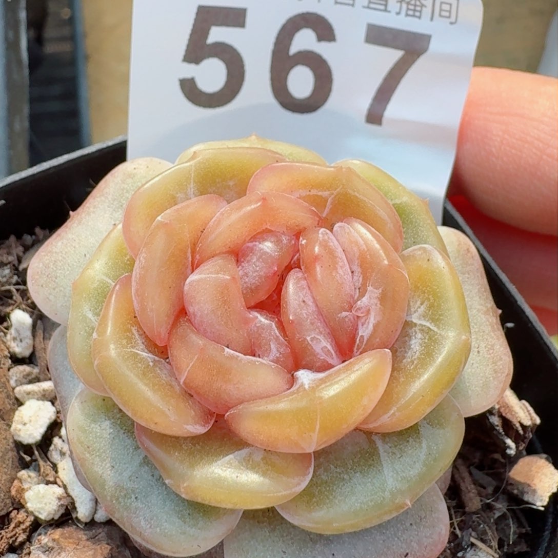 暗香母本         精品多肉