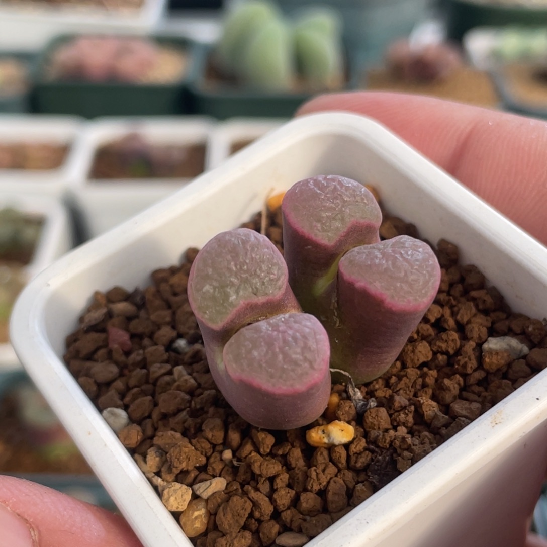 双头粉窗磁铁植物一物一拍