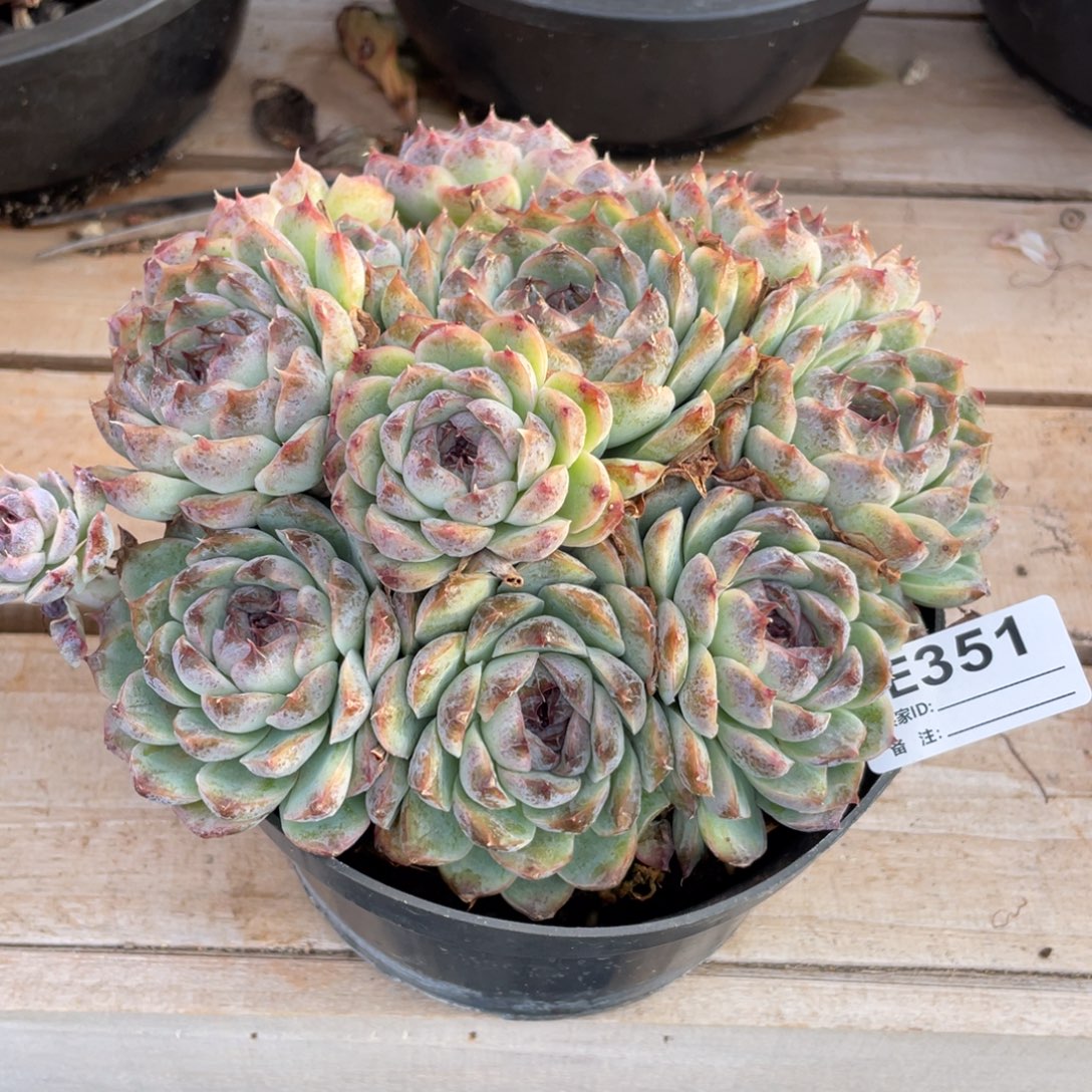 无花朵若如东云单拍E351