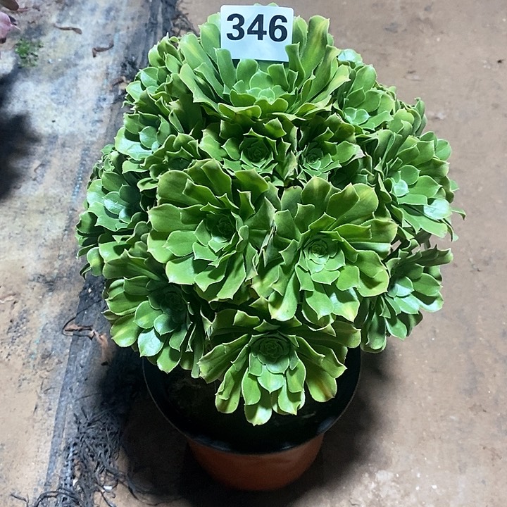 法师植物一物一拍，翡翠琉璃