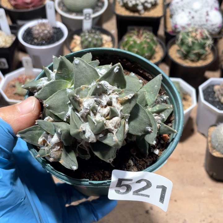 521大颗多头牡丹