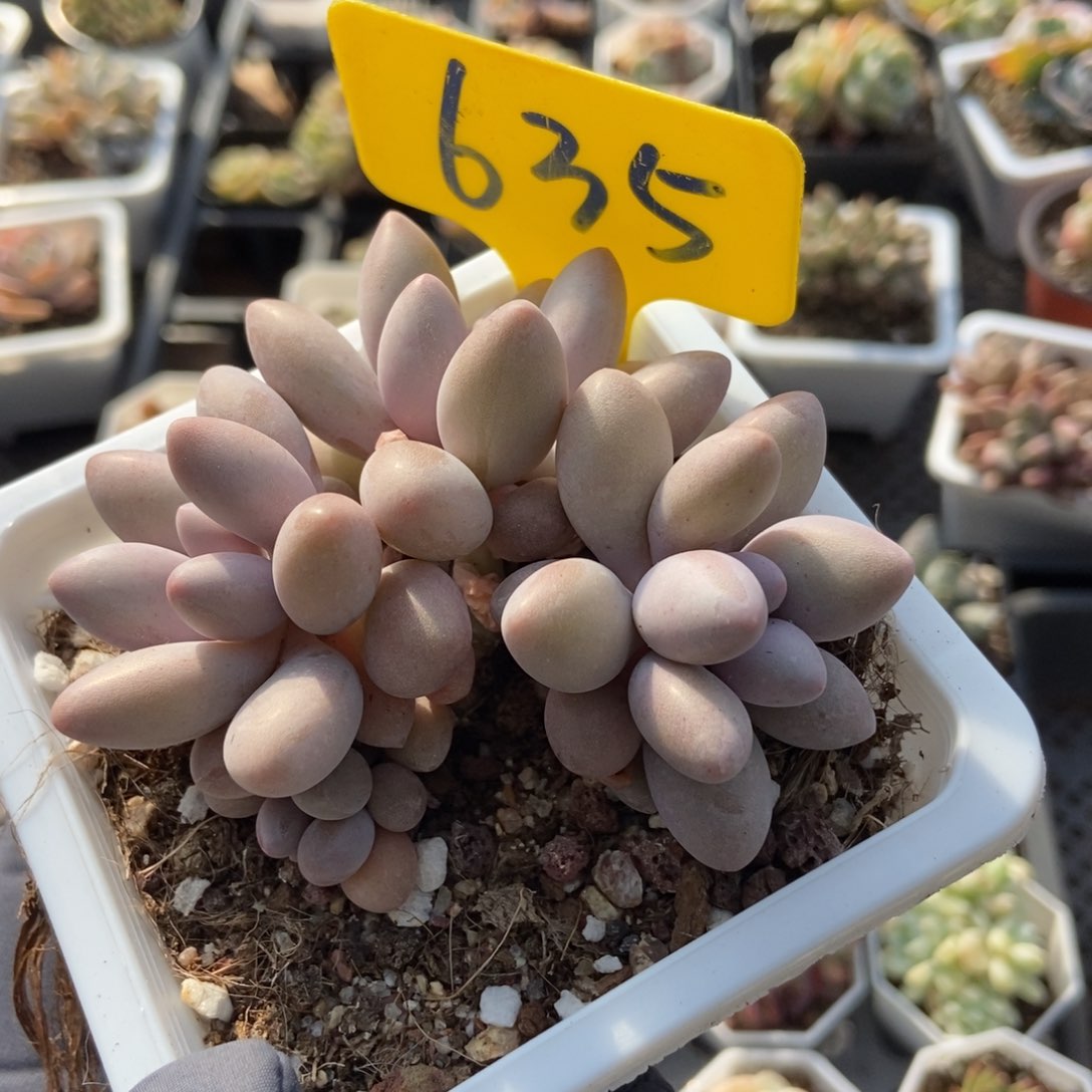 635粉色恋人多肉植物保护
