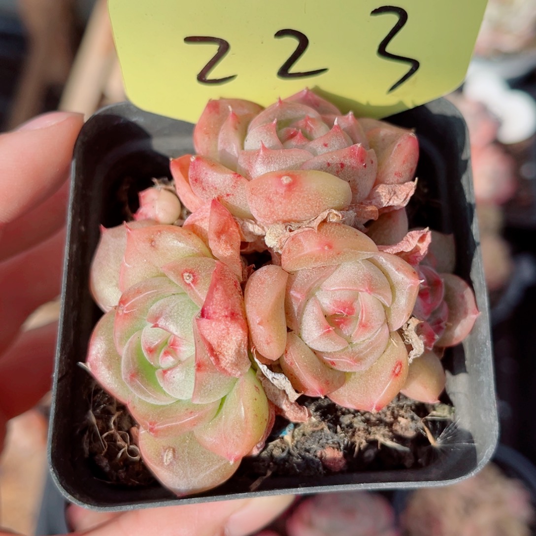 223号小老桩珍妮群