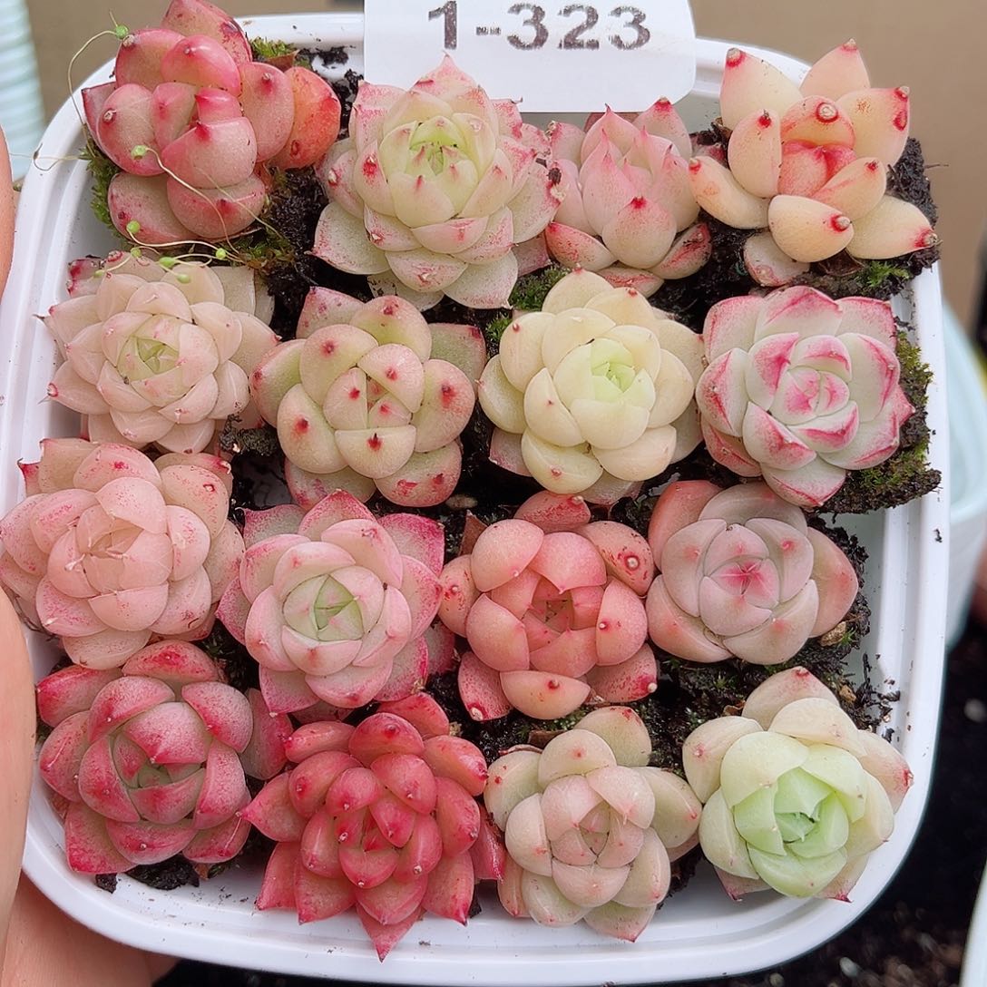 1-323 新疆西藏内蒙不发12.8包邮2-3公分多肉