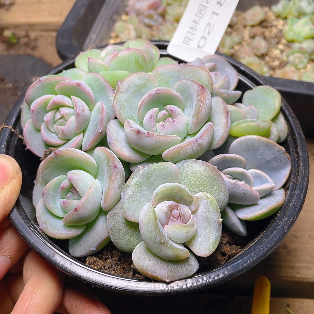 多肉植物多肉植物
