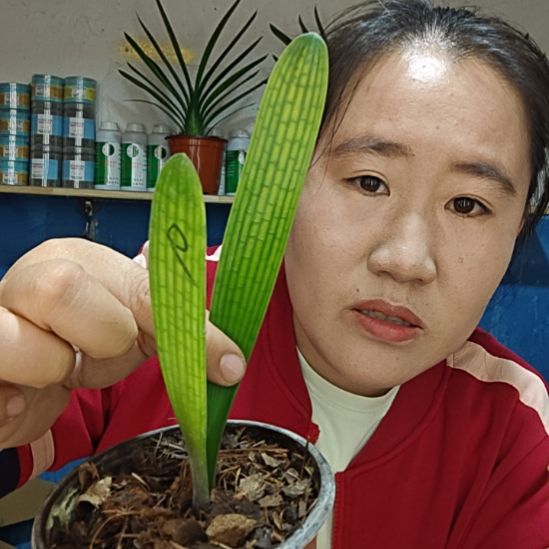 海***风无花朵海清风     21.8