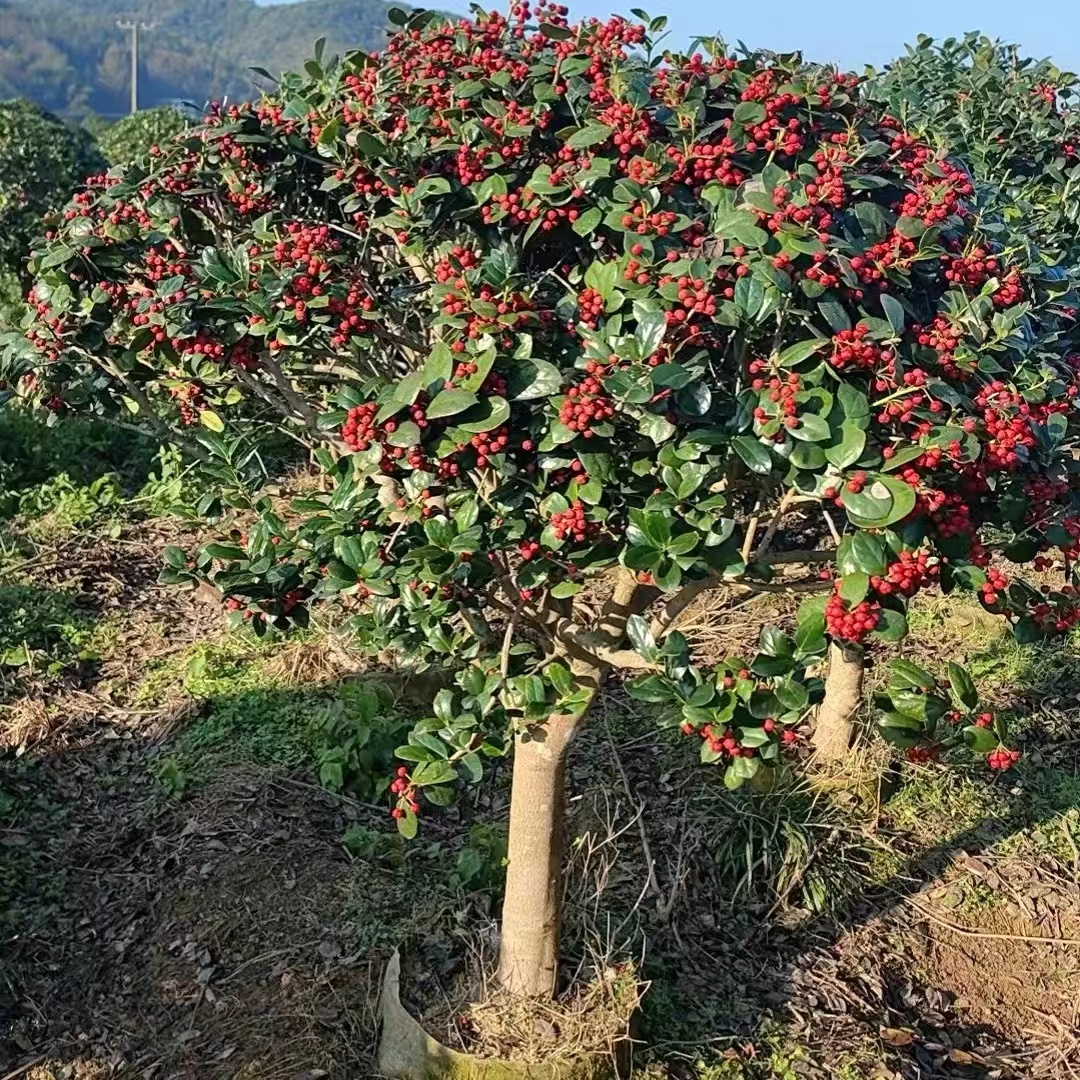 金玉满堂无刺构骨造型树庭院私家花园别墅绿化四季长青树冬青