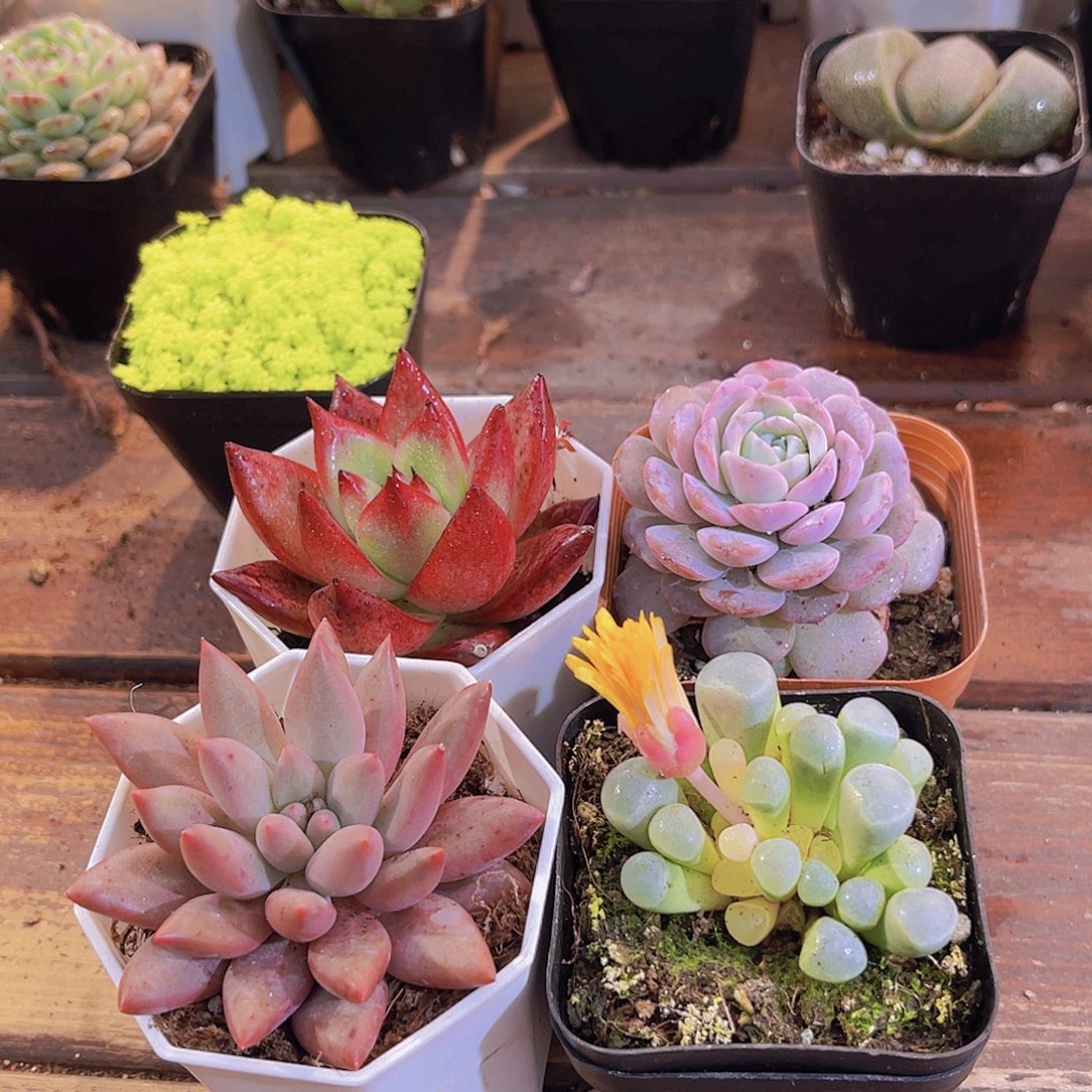 如图4盆套餐1111111111111