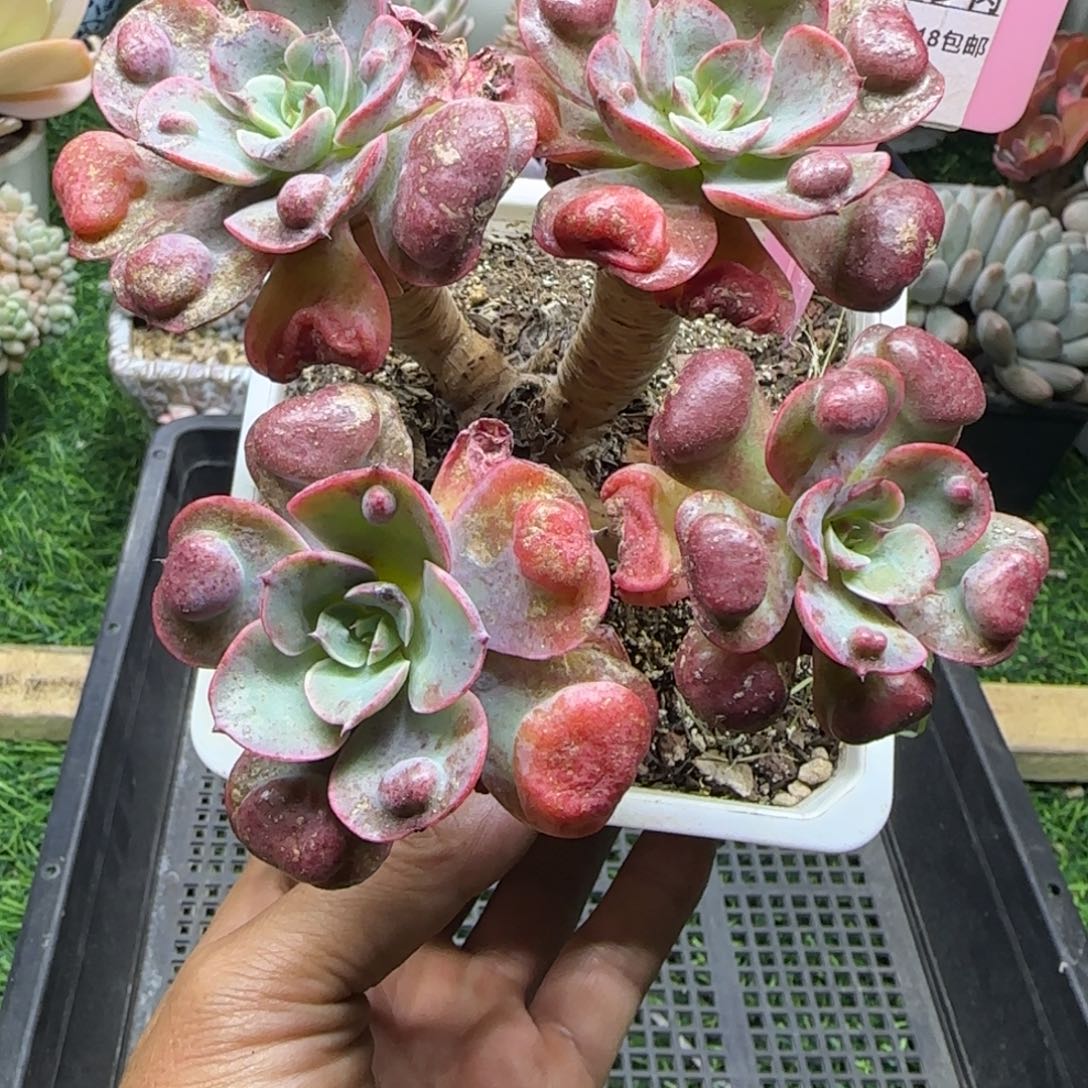 锦安精品多肉植物编号251