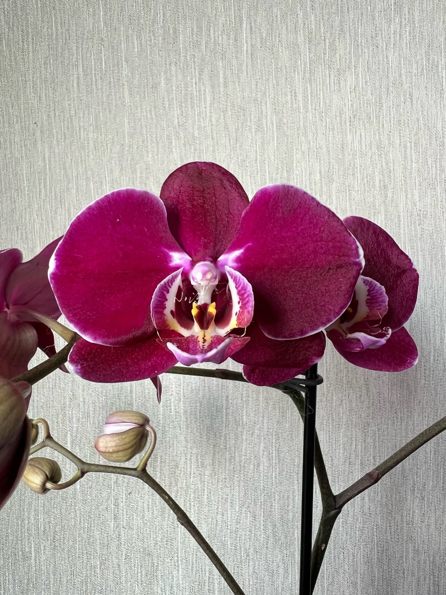 诗坊蝴蝶兰【科尔马】安祖黑红色系 高端室内花卉 稀有品种