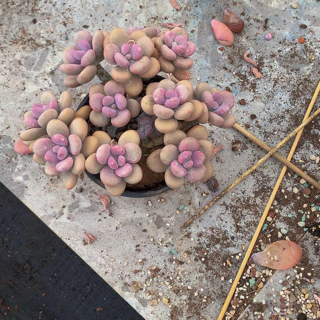 余*一物一拍包邮余丽