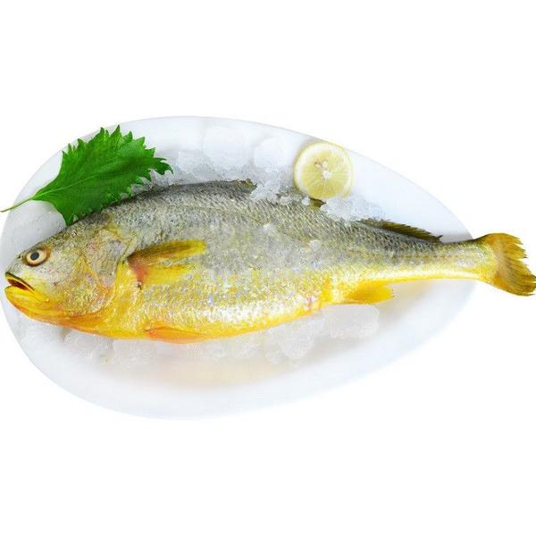 【五泉优选】冰鲜野生海捞黄花鱼一条500g~750g