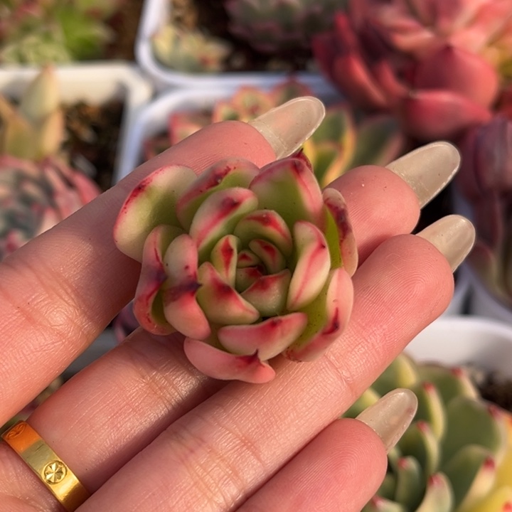 阿诗娜锦头盖一颗价格