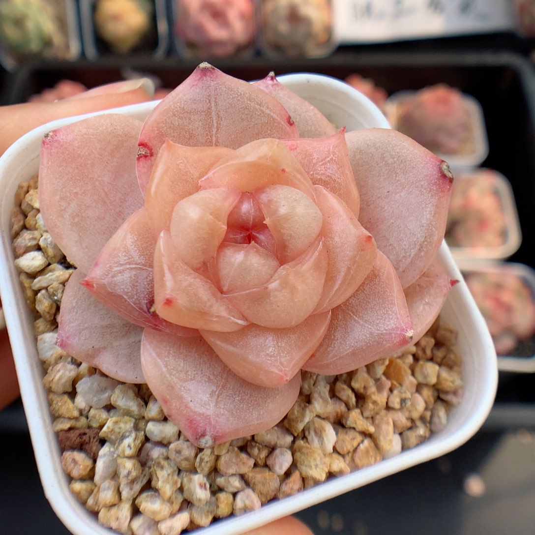 多肉植物。 糖心46