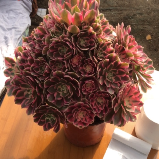 浓***郁无花朵初恋法师多肉植物