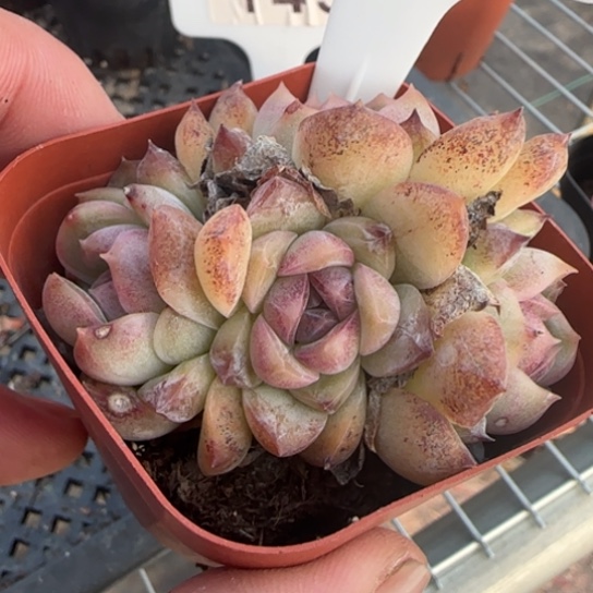 117芝士蓝莓一物一拍多肉