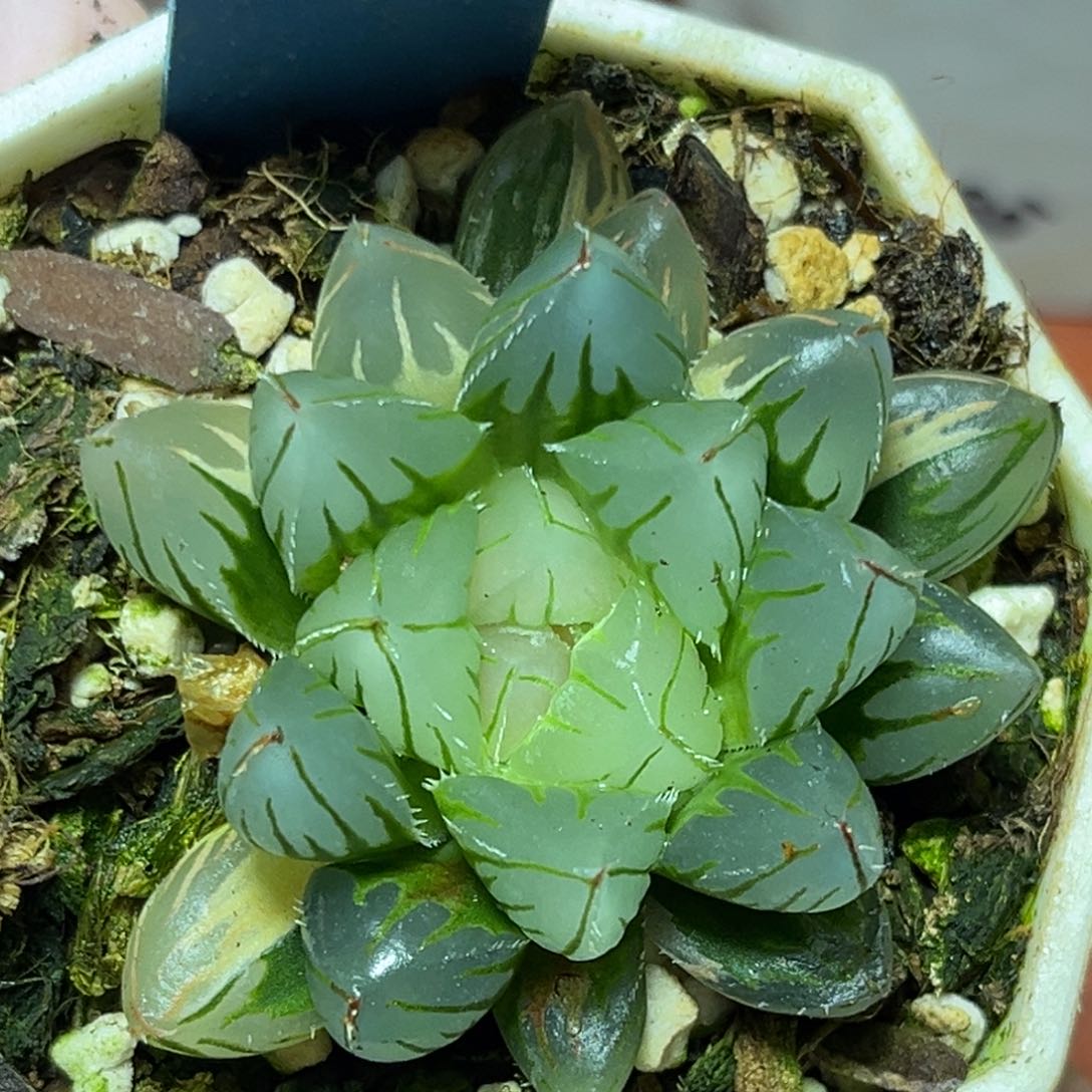 恭喜发财大吉大利874