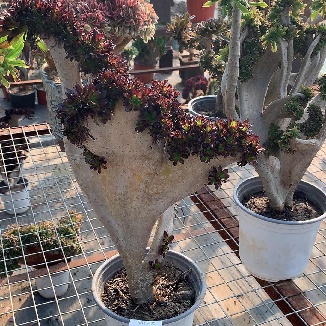 078黑法师缀化瑕疵