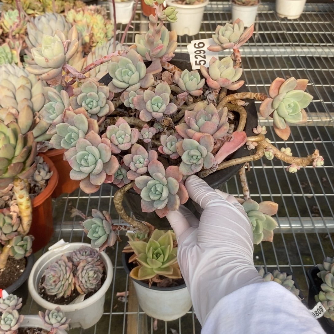 5296克洛伊一物一拍