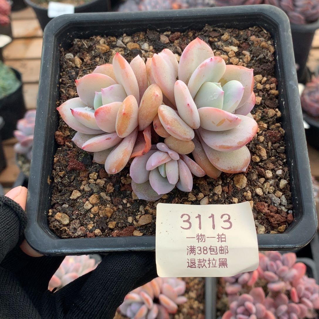 8.9厘米三头奶茶多肉3113