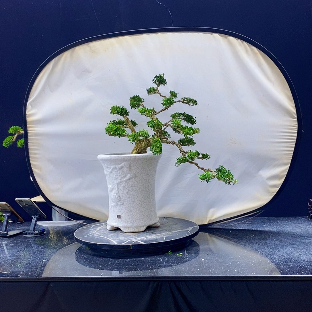 无花朵黄杨盆景造型