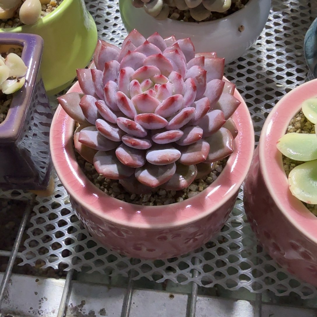 玉芙蓉带盆多肉植物