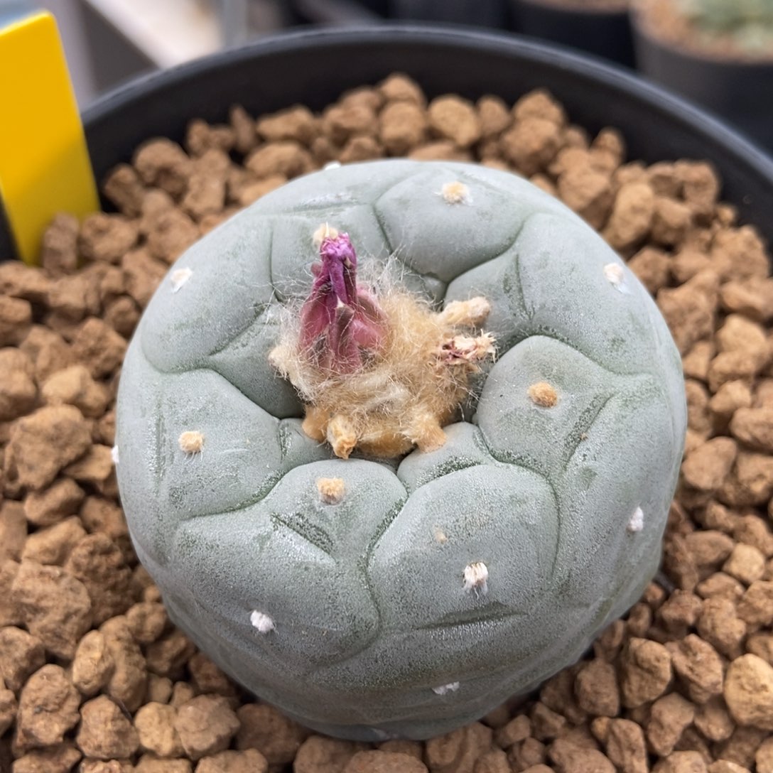 K****g无刺仙人球开花了