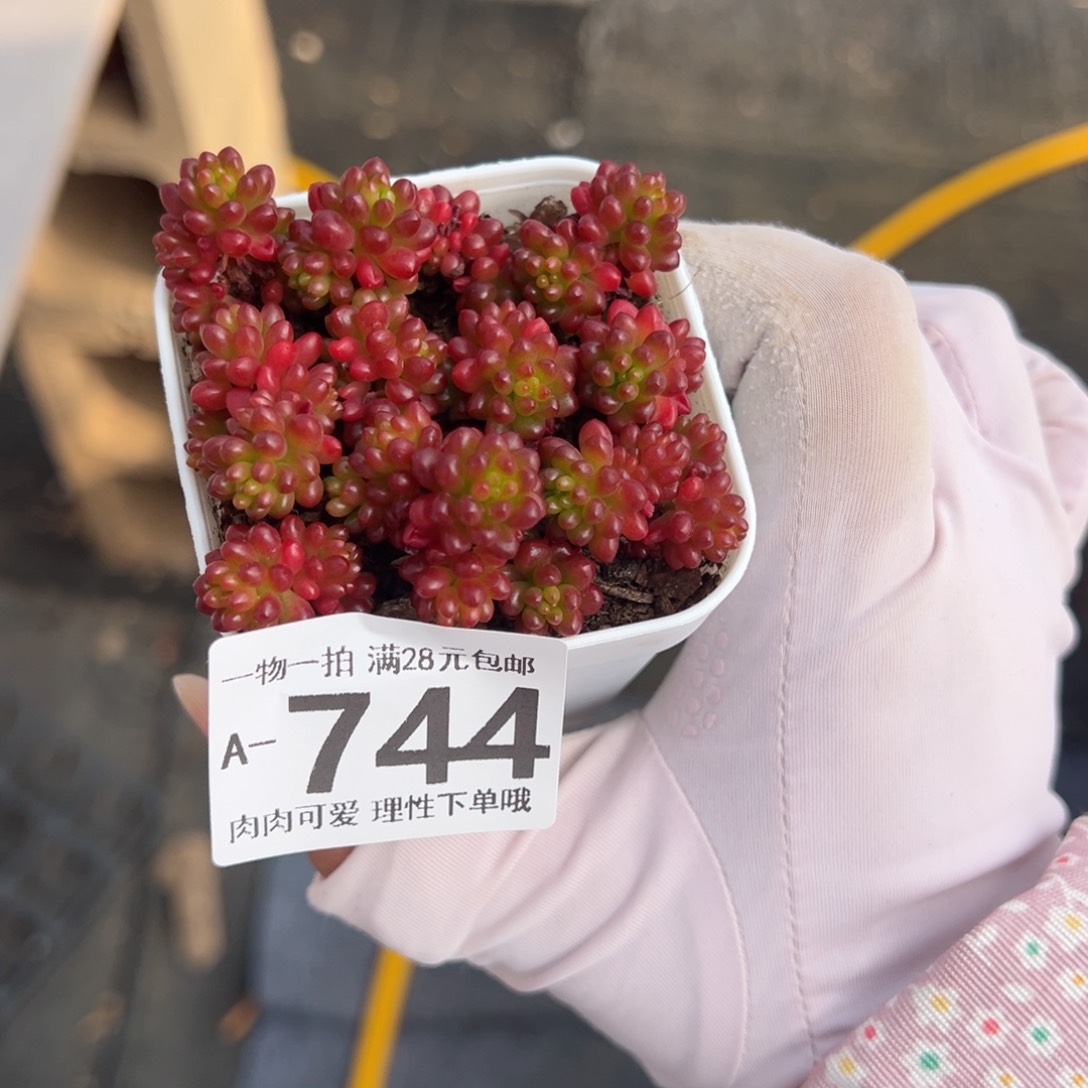 红浆果多肉多肉多肉多肉