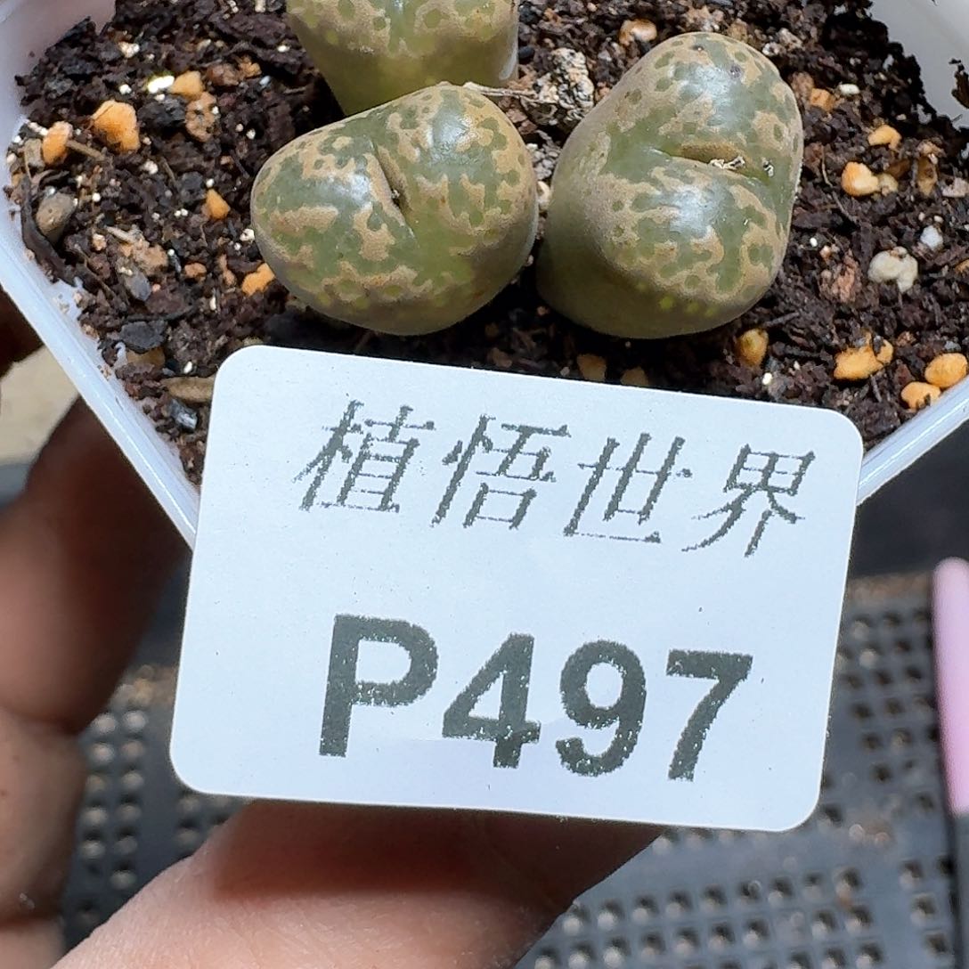 497计划多肉植物哇c v