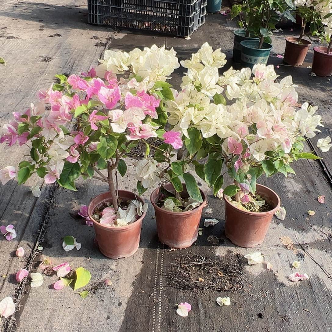 大部分花苞少量开放广红英掌中宝一颗