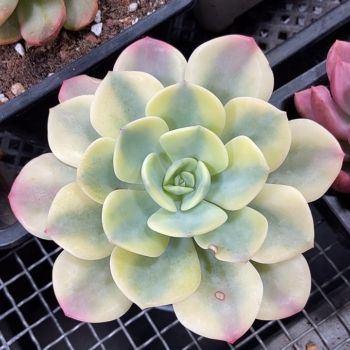 白月光锦多肉植物