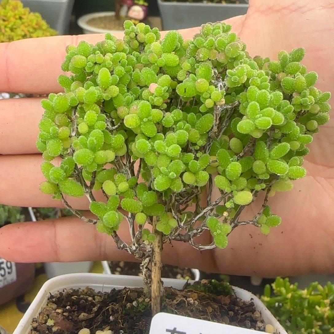 绅***士dy0268蜜橘精控福利