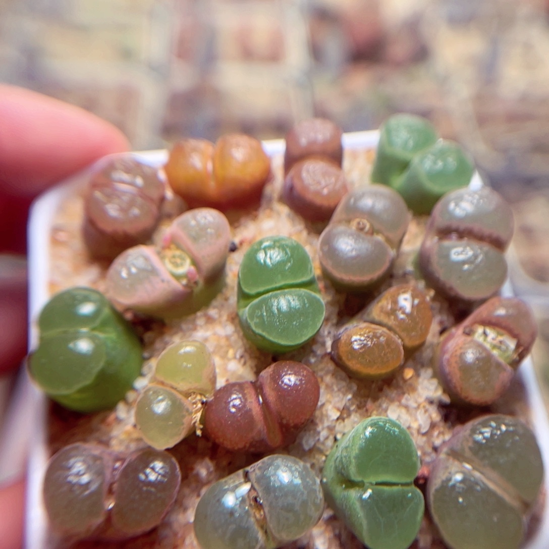 413号带盆包邮出发货