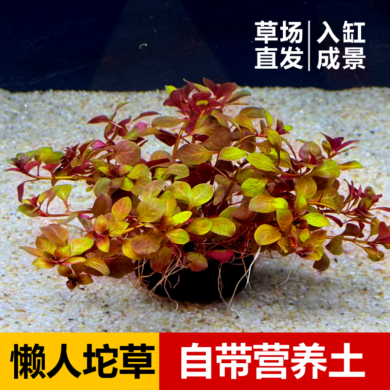 【玫瑰丁香坨草】懒人水草 带根发货 免种植  净化水质入缸成景
