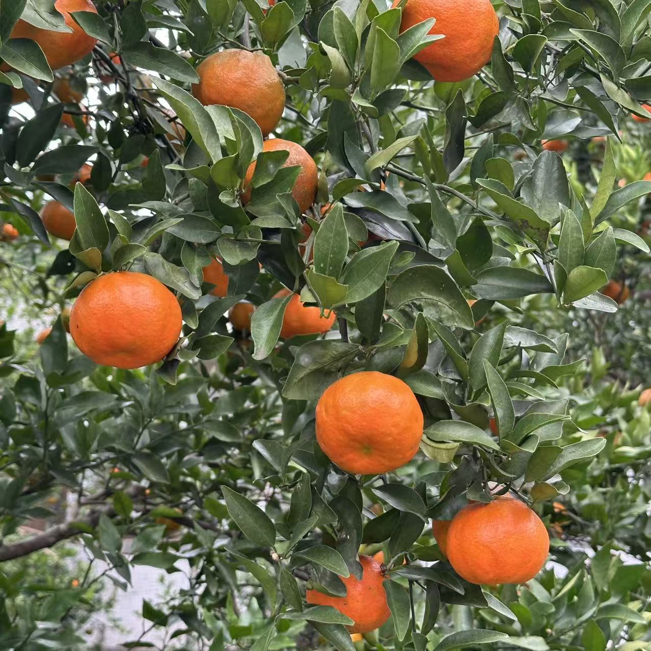 云南农村本地红袍柑，橘子