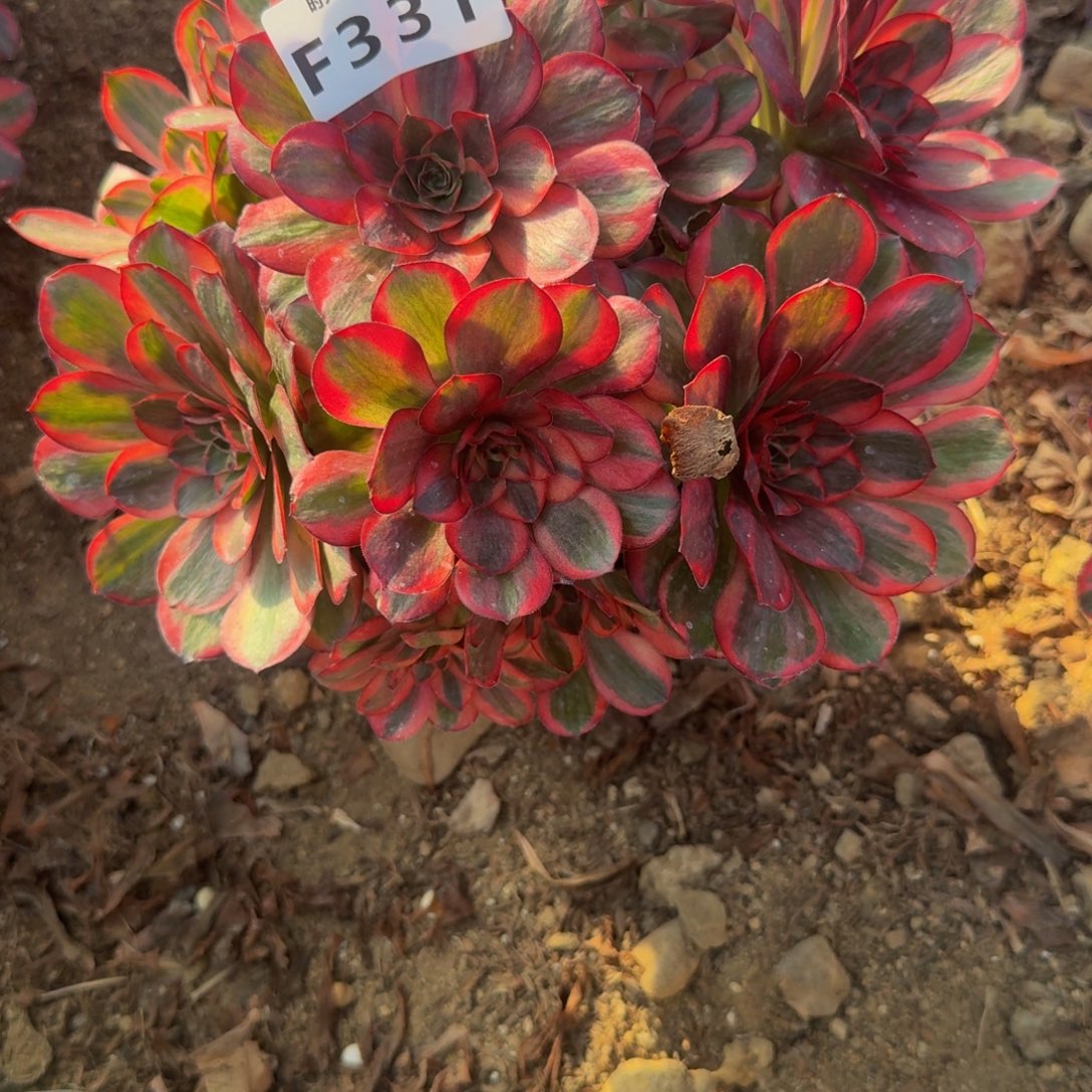 331魅金锦。多肉植物