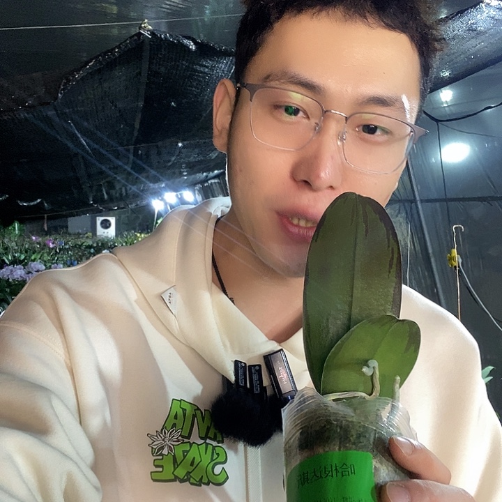 无花朵哈根达斯蝴蝶兰