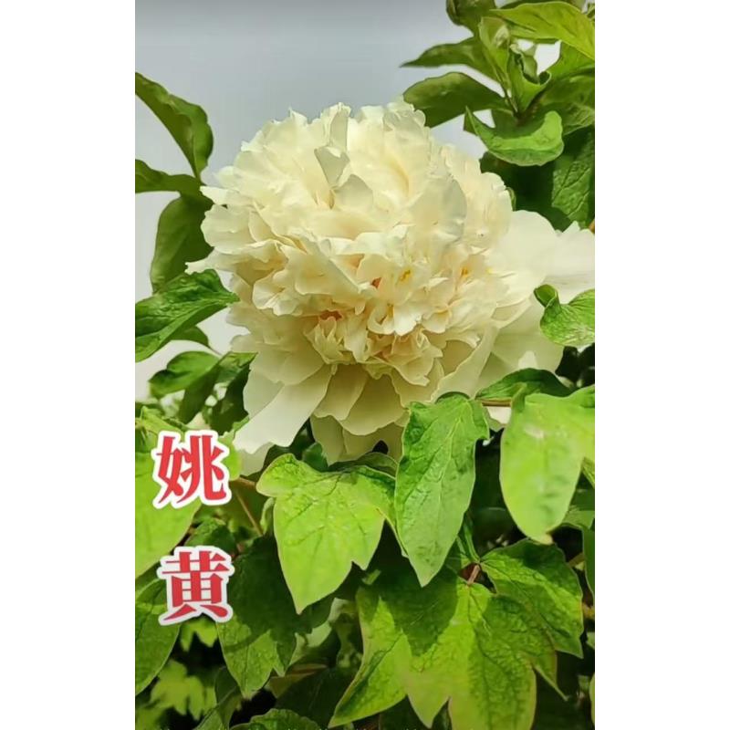 《黄色系黄冠-海皇-翠羽》国花正品牡丹菏泽发货秋季栽种带芽孢带根