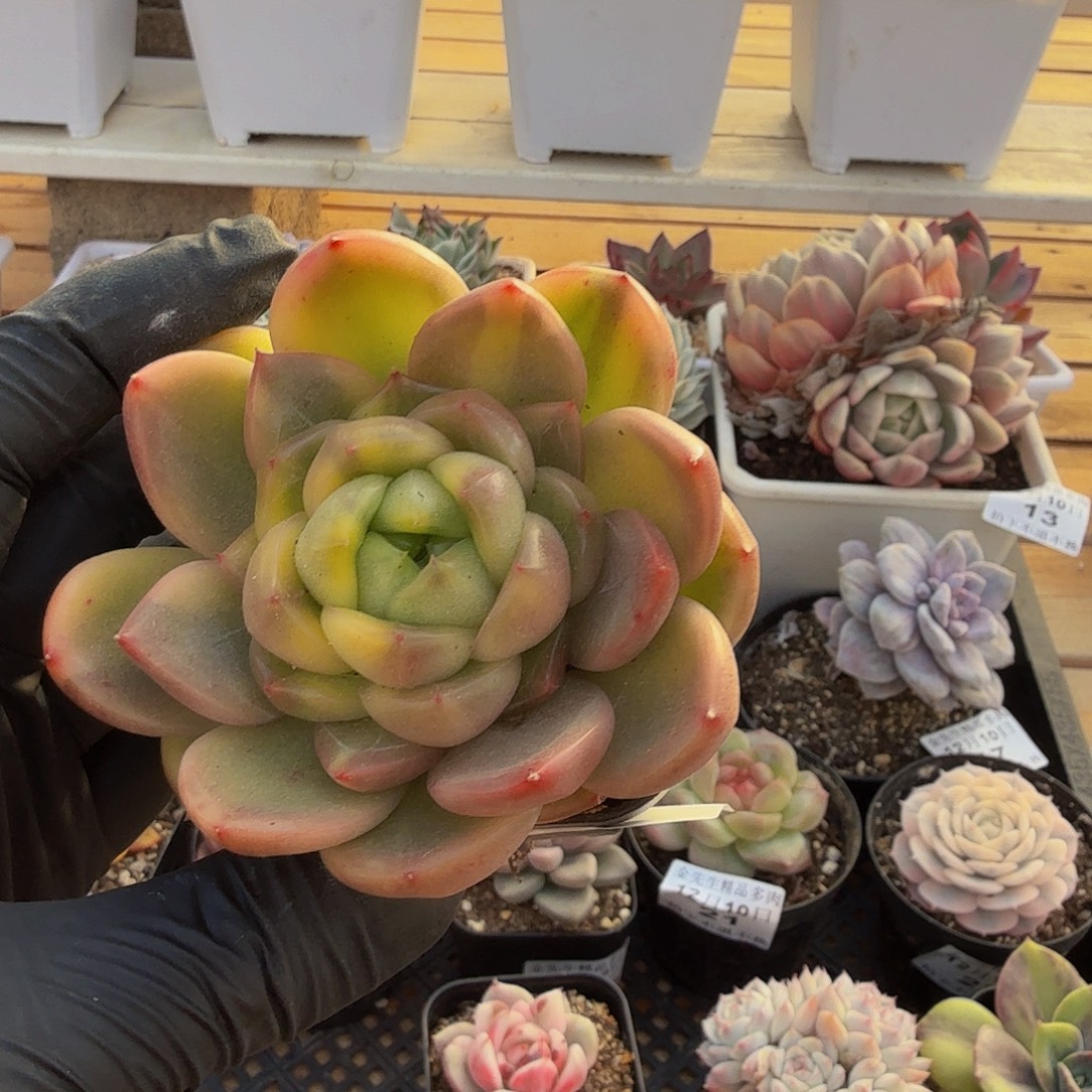 1210-24晴空珍妮锦