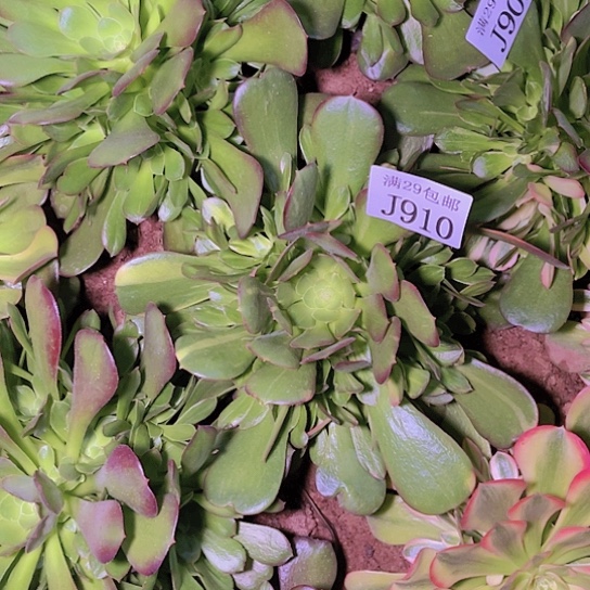 910韶修7彩多肉植物