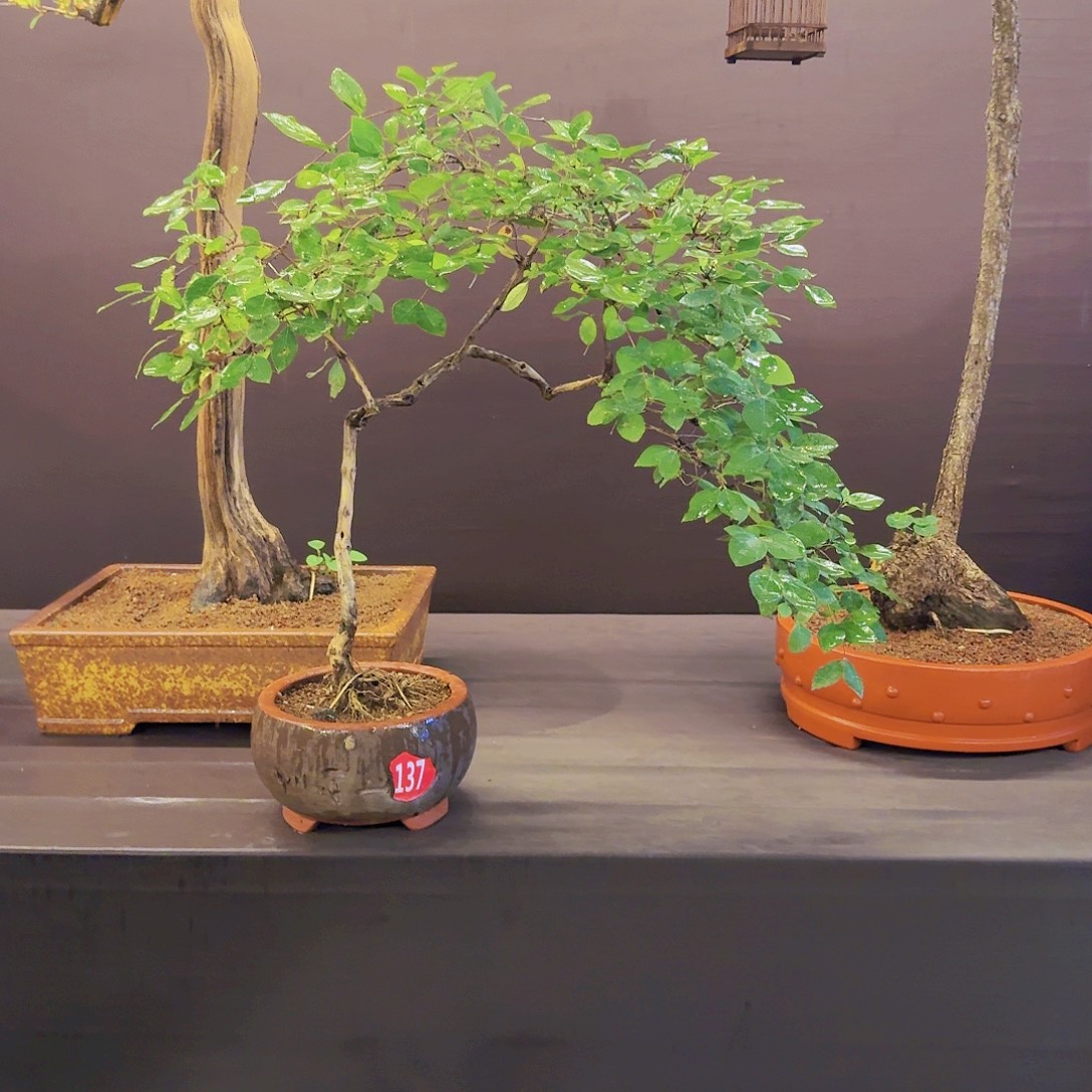 无花朵黄栌盆景素材，爱心果，天赐文化。