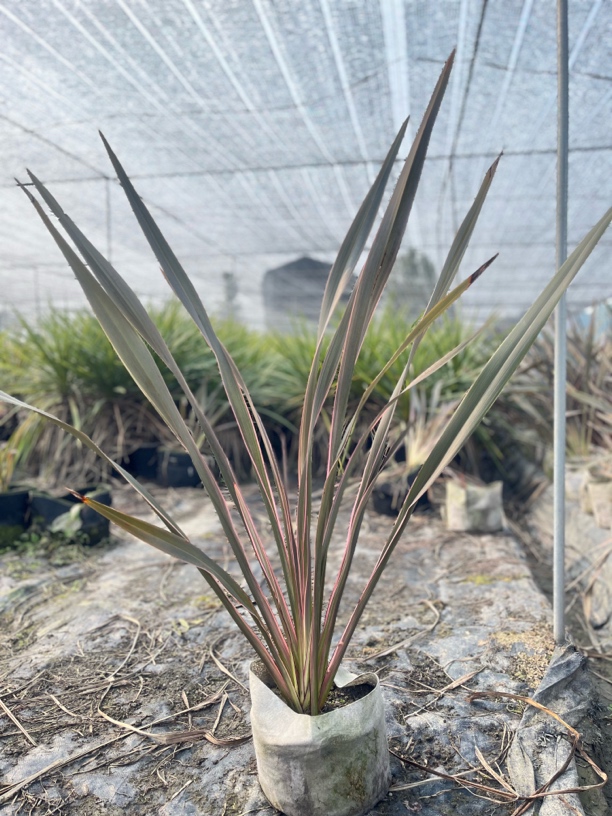 新西兰亚麻粉边亚麻  高颜值 低维护 一物一拍