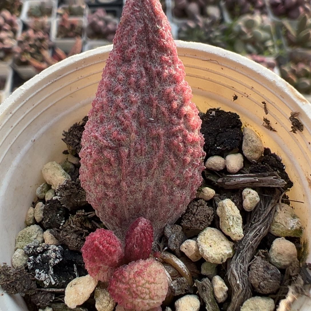 春红哈默大苗多肉植物水泡