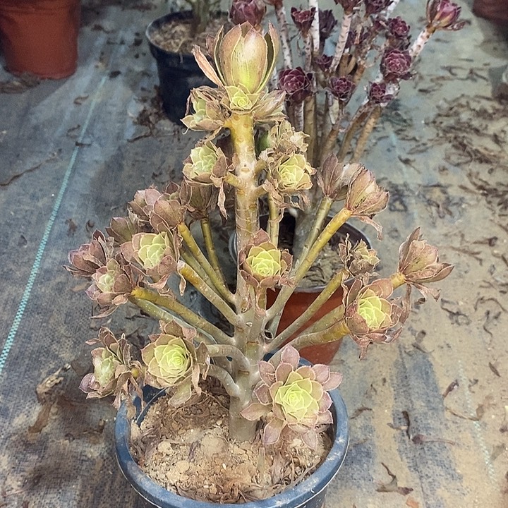 灰法多肉植物015 