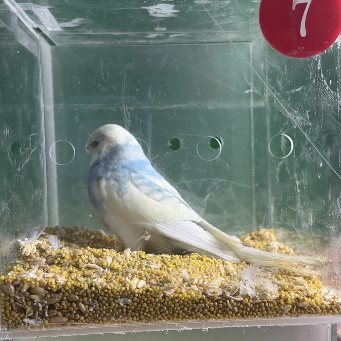 虎皮鹦鹉大头鹦鹉