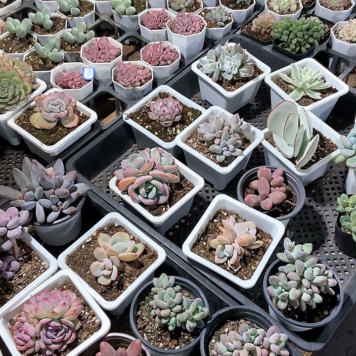 生****光多肉植物泡泡纱群生